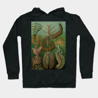 Annelids Chaetopoda by Ernst Haeckel Hoodie